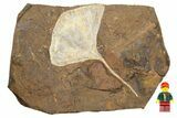 Monster Fossil Ginkgo Leaf From North Dakota - Paleocene #262272-2